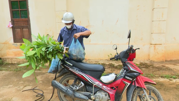 Ông Phúc mua cây quế về trồng dặm diện tích cây đã bị chết do hạn hán. Ảnh: Ngọc Tú. 