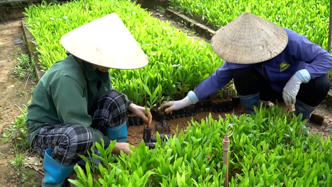Các vườn ươm tại tỉnh Bắc Kạn đảm bảo đủ cung ứng cây giống phục vụ trồng rừng năm 2023. Ảnh: Ngọc Tú. 