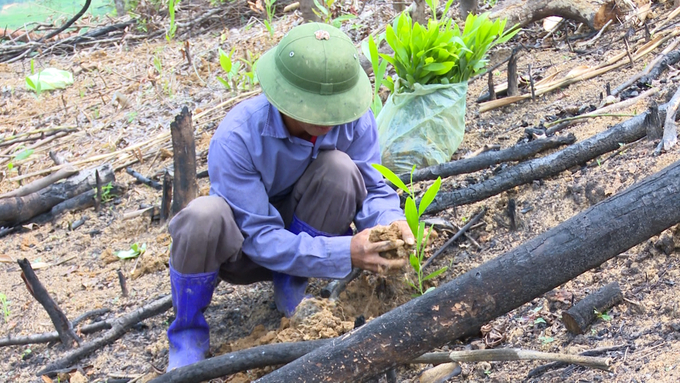 Thời tiết thuận lợi, người dân tỉnh Bắc Kạn đang đẩy nhanh tiến độ trồng rừng. Ảnh: Ngọc Tú. 