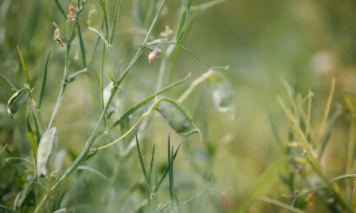 Đậu cỏ có thể được biến đổi gen, giúp nhân loại tránh nạn đói gây ra bởi hiện tượng nóng lên toàn cầu. Ảnh: Jovan Vidakovic/Shutterstock.