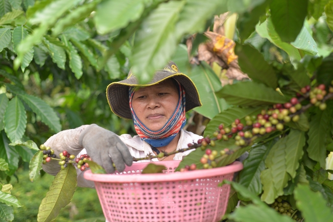 Small businesses and households will receive support and have a fair opportunity to participate in the market when the EUDR comes into effect. Photo: Minh Hau.