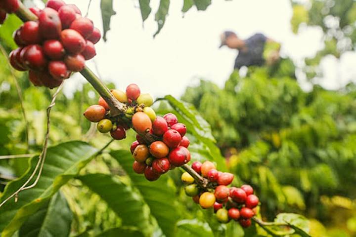 Update on the latest coffee market price on 07/10/2023