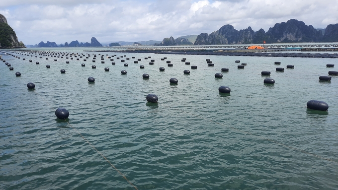 The issuance of farming area codes and allocation of water surface to marine farming households still show certain limitations. Photo: Nguyen Thanh.