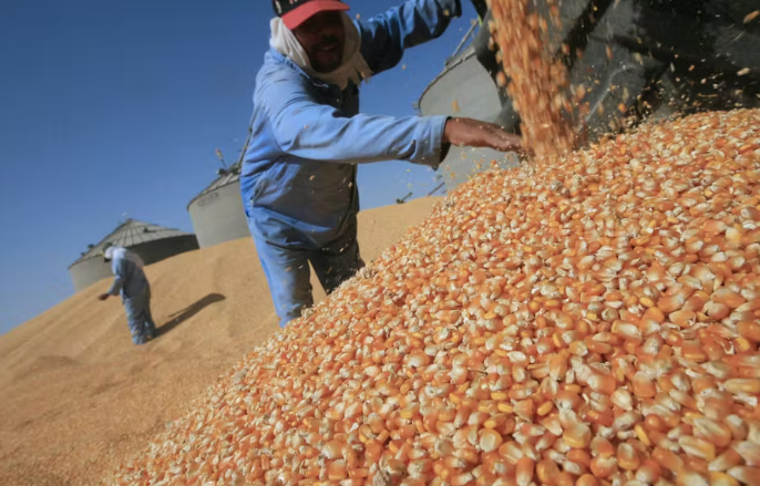 An Egyptian worker gathers the crop at a maize field, the country’s first harvest of genetically modified maize in 2008. Photo: Khaled Desouki/AFP via Getty Images