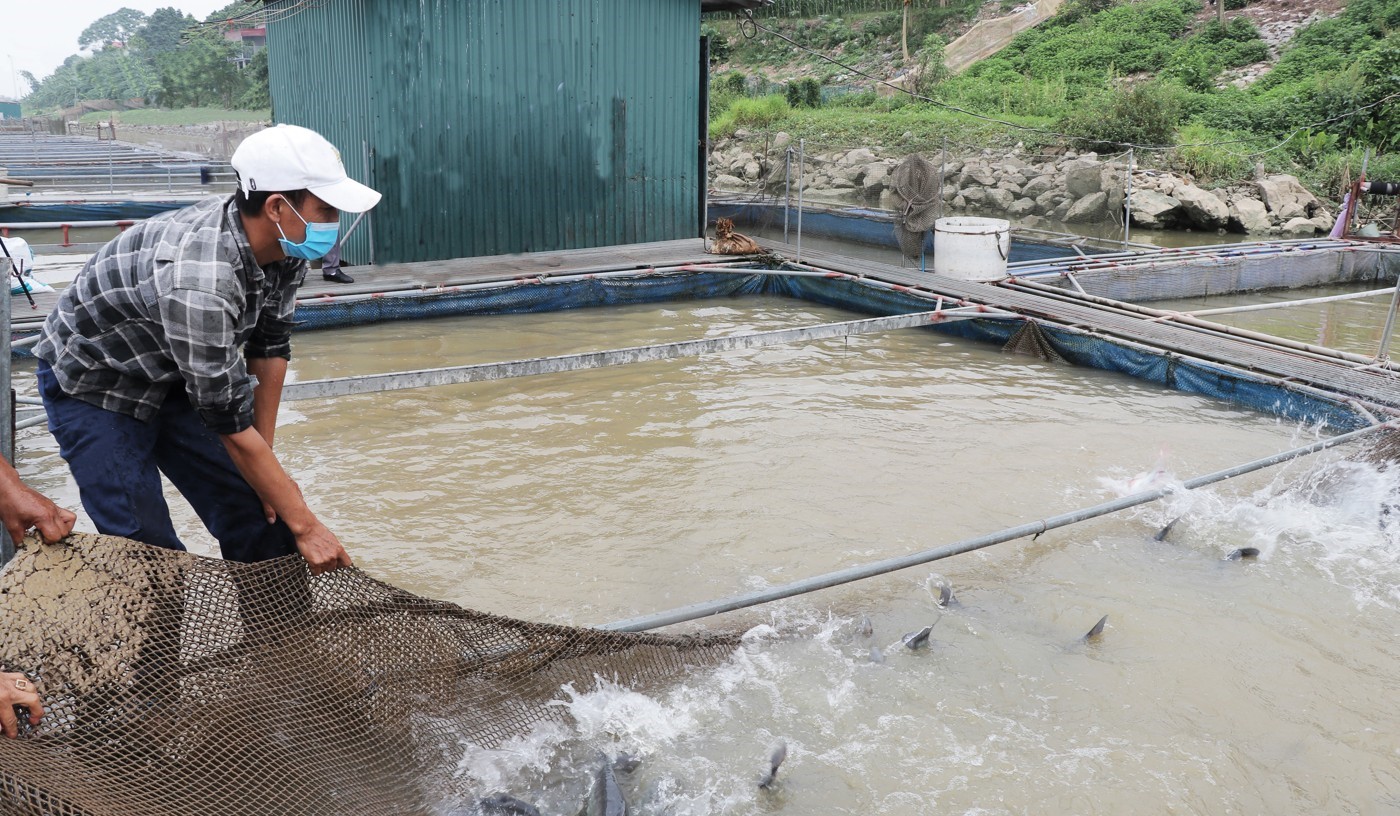 Thủy sản là lĩnh vực tăng trưởng duy nhất của ngành nông nghiệp Bắc Ninh trong 6 tháng đầu năm 2023.