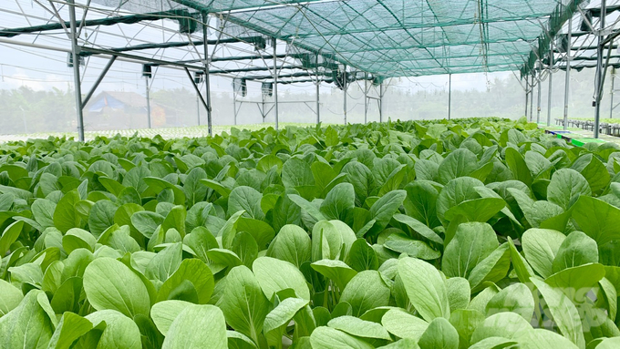 Cơ sở trồng rau thủy canh của anh Bảo cung cấp khoảng 4 tấn rau cho hệ thống siêu thị hàng tháng. Ảnh: Hồ Thảo.