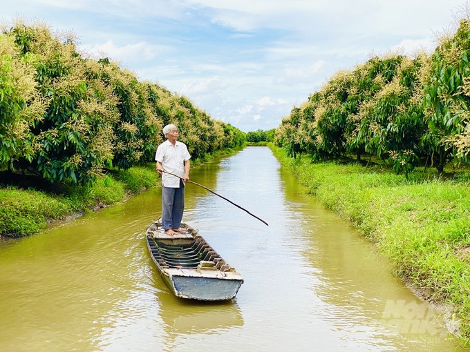 Thanks to a good irrigation system, Can Tho City produces three rice crops/year with an output of over 1.3 million tons, 170,000 tons of fruit trees, and over 220,000 tons of fishery products. Photo: Le Hoang Vu.