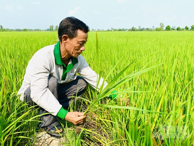 Irrigation development, flow clearance, and assurance of irrigation water sources have contributed to promoting the growth of agricultural production. Photo: Ho Thao.