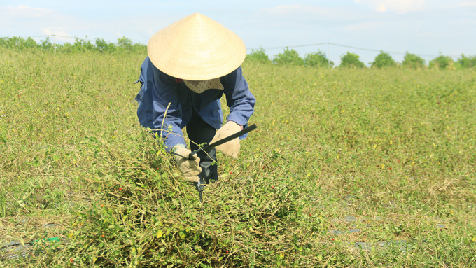 Năng suất, chất lượng cà gai leo đã được nâng cao rõ rệt sau khi đất trồng được cải tạo. Ảnh: Võ Dũng.