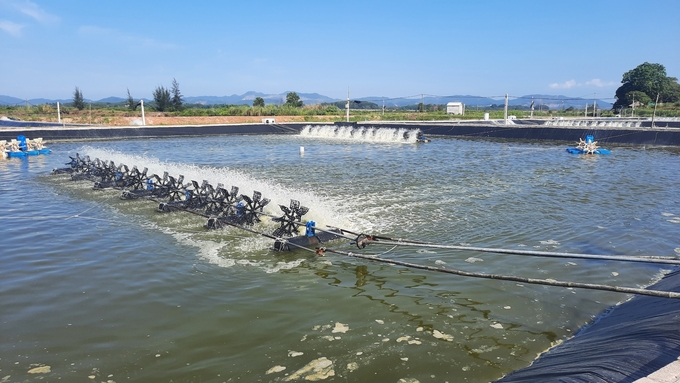 Small-scale industrial white leg shrimp farming models creating linkage along the value chain will help Quang Ninh shrimp industry develop sustainably. Photo: Van Nguyen.