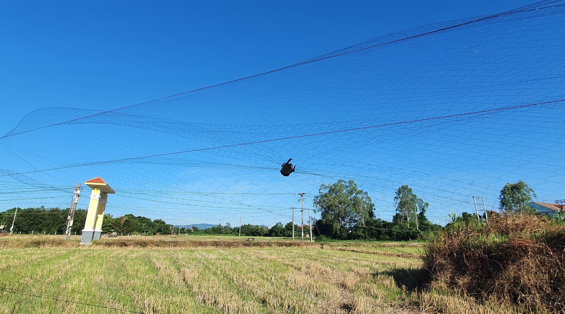 Nhiều nơi người dân dùng lưới tàng hình để bẫy chim yến và chim hoang dã. Ảnh: KS.
