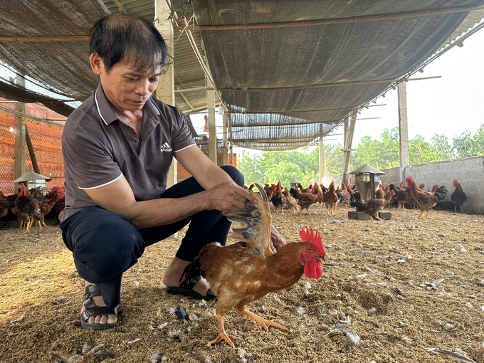 Ông Nguyên Văn Thịnh, Giám đốc HTX Gà đồi Đông Thịnh. Ảnh: Quang Linh.