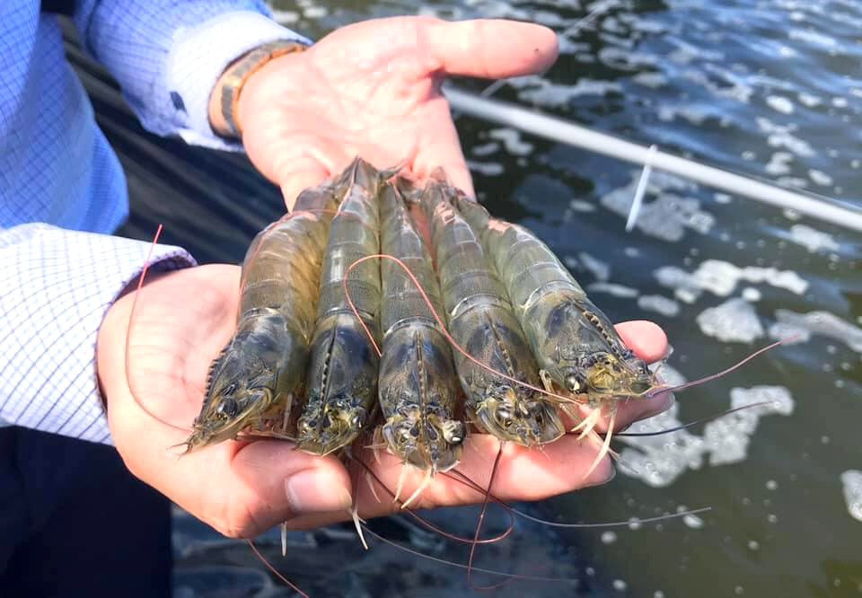 Freshly harvested shrimp in Ba Ria – Vung Tau province. Photo: Son Trang.