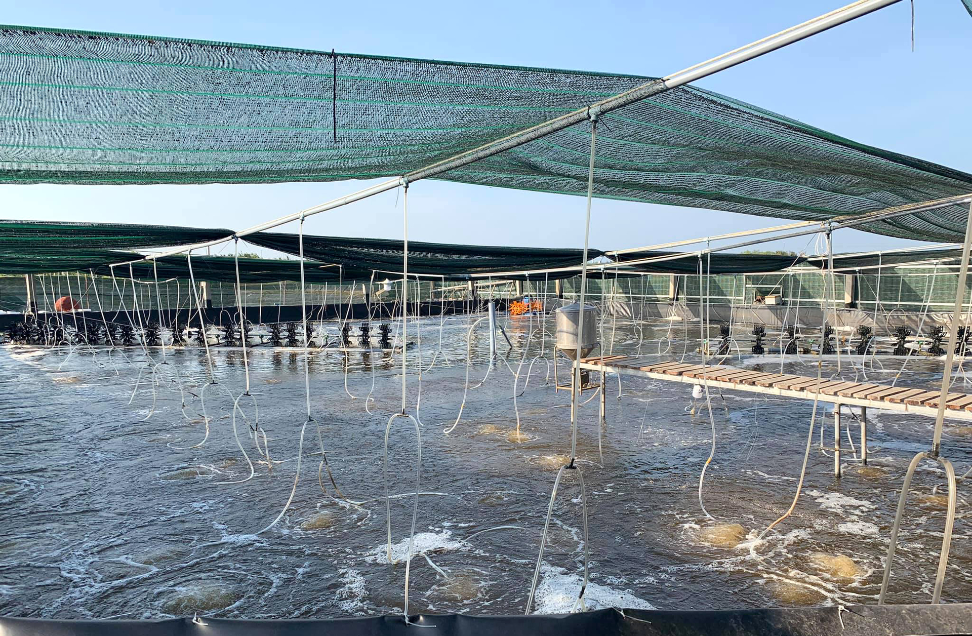 A shrimp farm in Ba Ria-Vung Tau province. Photo: Son Trang.