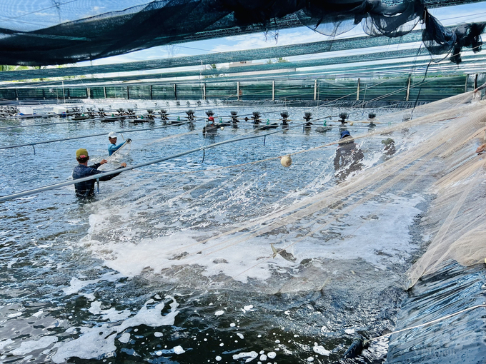 The Fisheries Sub-Department of Ca Mau province recommends to aquaculturists some measures to take care of farmed shrimp to prevent damage in production such as: renovating the pond, squaring it carefully, follow the correct process to remove residual pathogens. Photo: Trong Linh.