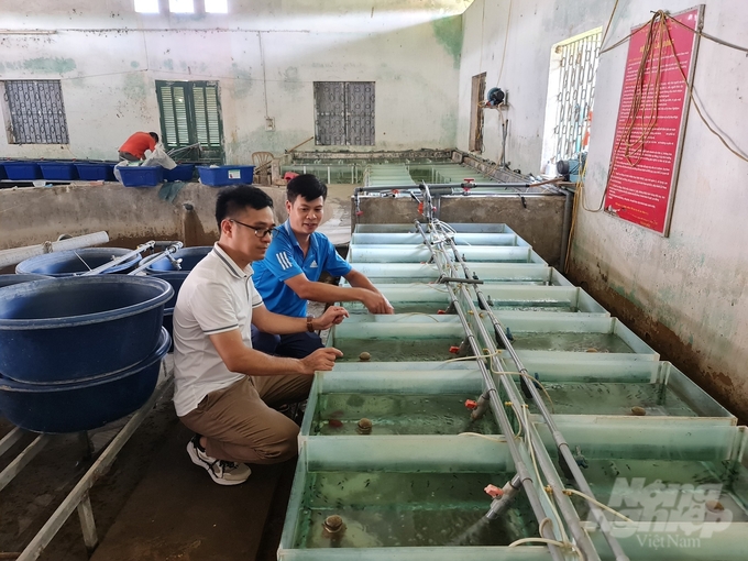 Việc nhân giống thành công các loài cá đặc sản cũng mở ra nhiều cơ hội cho nghề thủy sản ở Tuyên Quang. Ảnh: Đào Thanh.