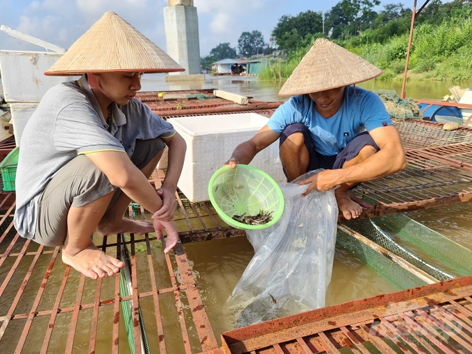 Hiện nay nhiều hộ dân ở Tuyên Quang sống phụ thuộc vào nghề nuôi cá lồng trên sông Lô, sông Gâm... Ảnh: Đào Thanh.