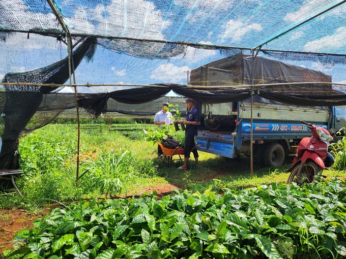 The Central Highlands provinces are promoting coffee re-cultivation, leading to high prices of seedlings. Photo: Dang Lam.