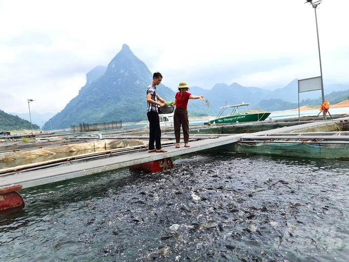 Ngành thủy sản của tỉnh Tuyên Quang đang có bước chuyển mình rõ nét nhưng vẫn cần những cú hích để bứt phá. Ảnh: Đào Thanh.