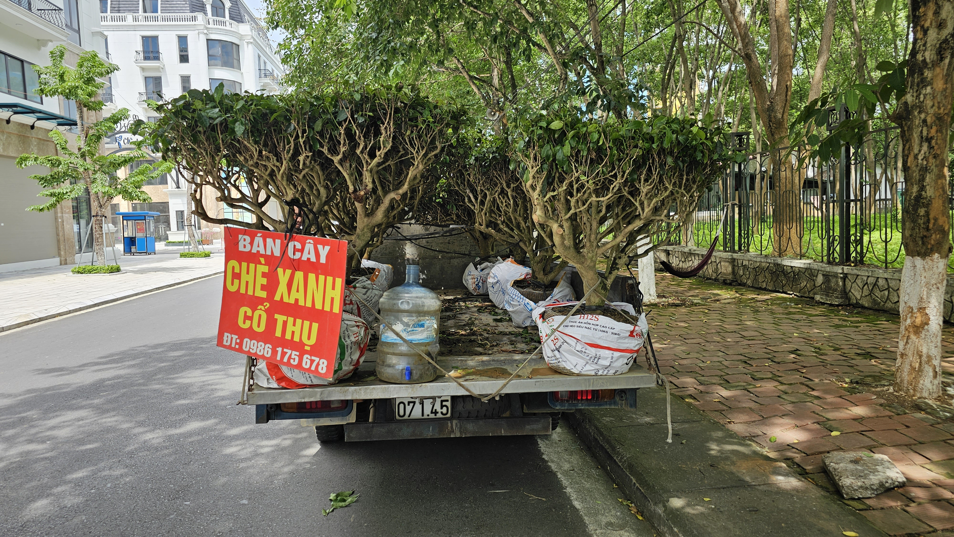 Những cây chè 'cổ thụ' được bày bán bên cạnh công viên Nhạc Sơn, thu hút sự chú ý của người đi đường. Ảnh: Hải Đăng.