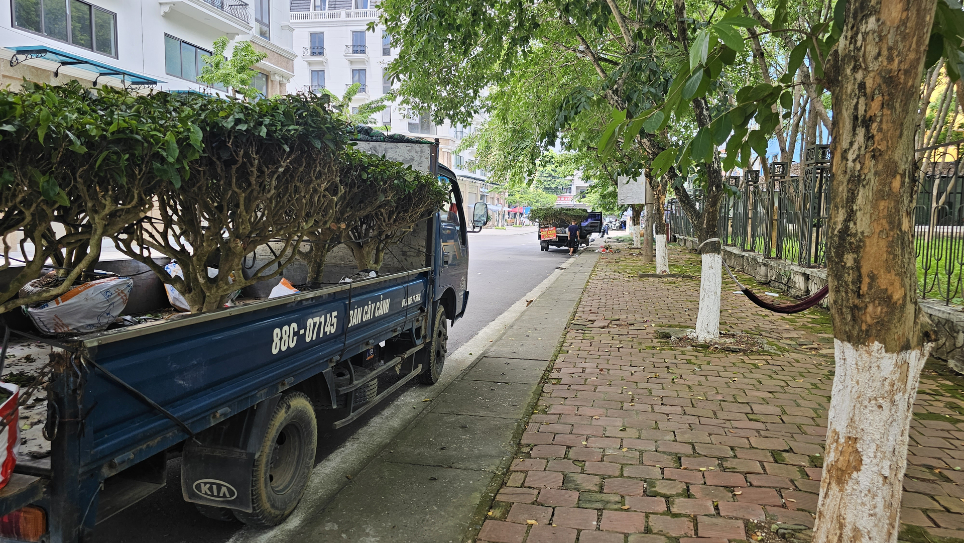 Những người bán chè 'cổ thụ' dừng đỗ trước khu đô thị VIP CIC Luxury Lào Cai. Ảnh: Hải Đăng.