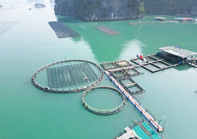 The marine farm combining the experience tourism of STP Group at Phat Co island, Van Don, Quang Ninh. Photo: STP Group.