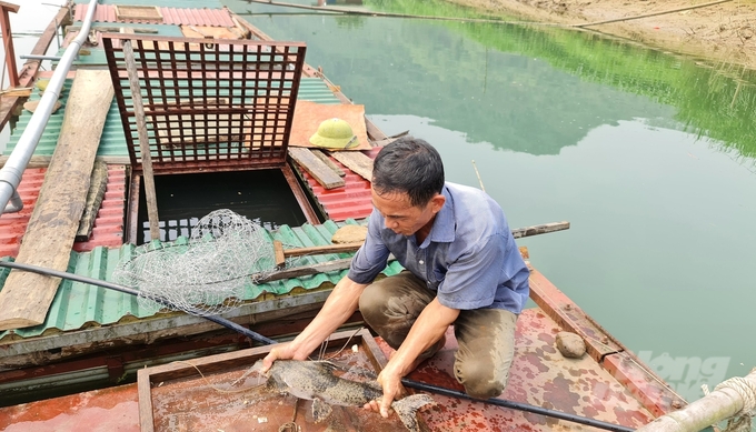 Nuôi cá lồng đặc sản trên sông, hồ đã góp phần cải thiện đời sống của người dân Tuyên Quang. Ảnh: Đào Thanh.