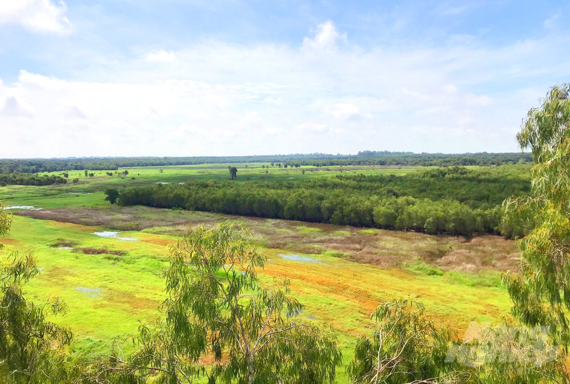 Hiện nay, UBND tỉnh Đồng Tháp đang quy hoạch khu A4 thuộc Vườn Quốc gia Tràm Chim là nơi thả nuôi sếu ra tự nhiên. Ảnh: Lê Hoàng Vũ.