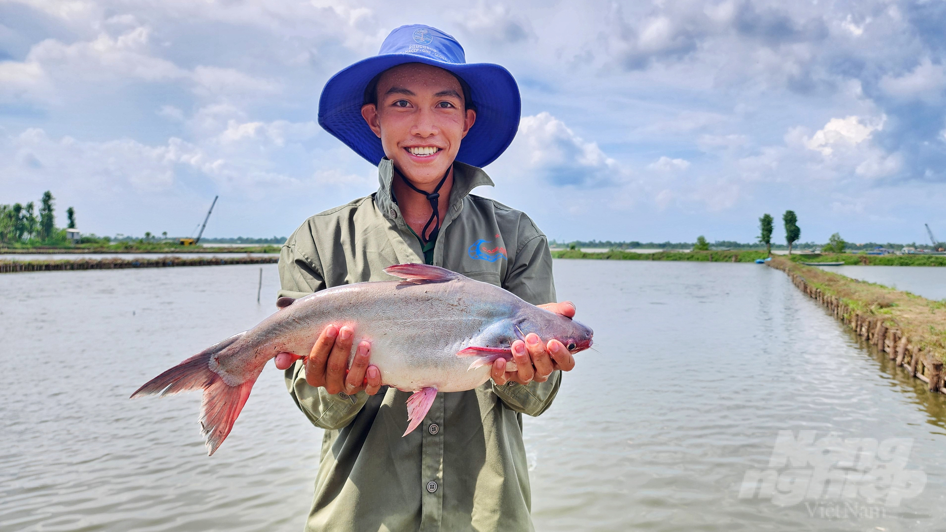 In 2023, Can Tho City's pangasius output will reach nearly 108,000 tons. Photo: Kim Anh.