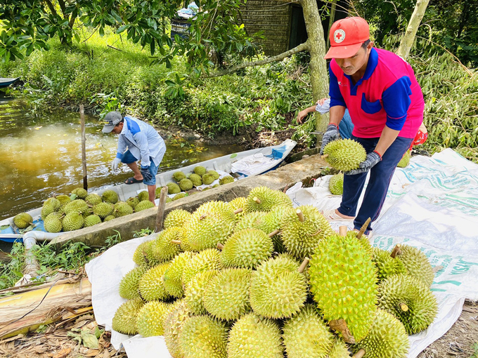 Diện tích cây ăn trái trên địa bàn tỉnh An Giang đạt trên 19 ngàn ha, sản lượng cây ăn trái cả năm ước đạt 266 ngàn tấn. Ảnh: Lê Hoàng Vũ.