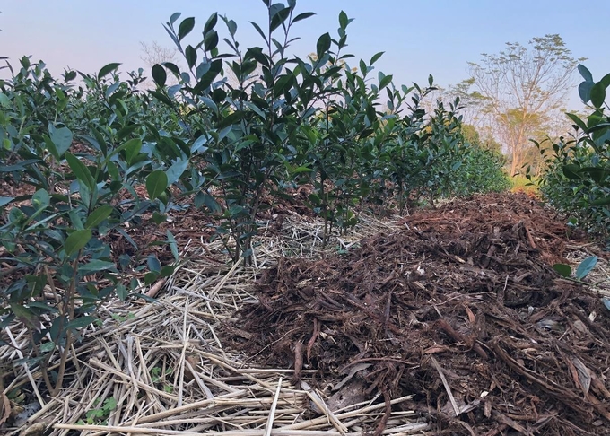 Covering tea soil with agricultural by-products (straw, acacia bark, eucalyptus, eucalyptus, etc.) combined with decaying organic fertilizers helps to improve soil fertility, limit weeds and reduce chemical fertilizer requirements (photo taken in Tan Cuong, Thai Nguyen). Photo: Pham Hieu.