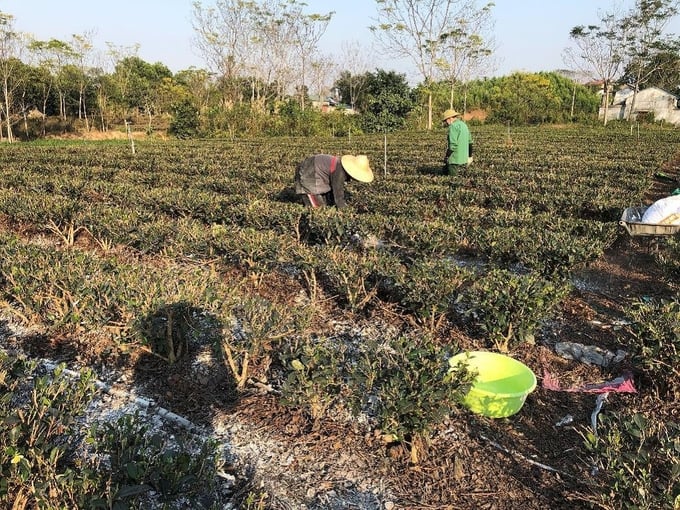 Fertilization with appropriate dosage helps to minimize acidification of tea soil and improve soil fertility as well as the yield and quality of tea plants. Photo: Pham Hieu.