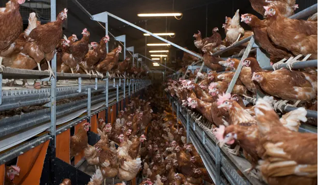 The CPTPP deal is due to be signed on 16 July, and campaigners are calling for a ban on eggs not produced to UK animal welfare standards. Photograph: Mark Henderson/Alamy