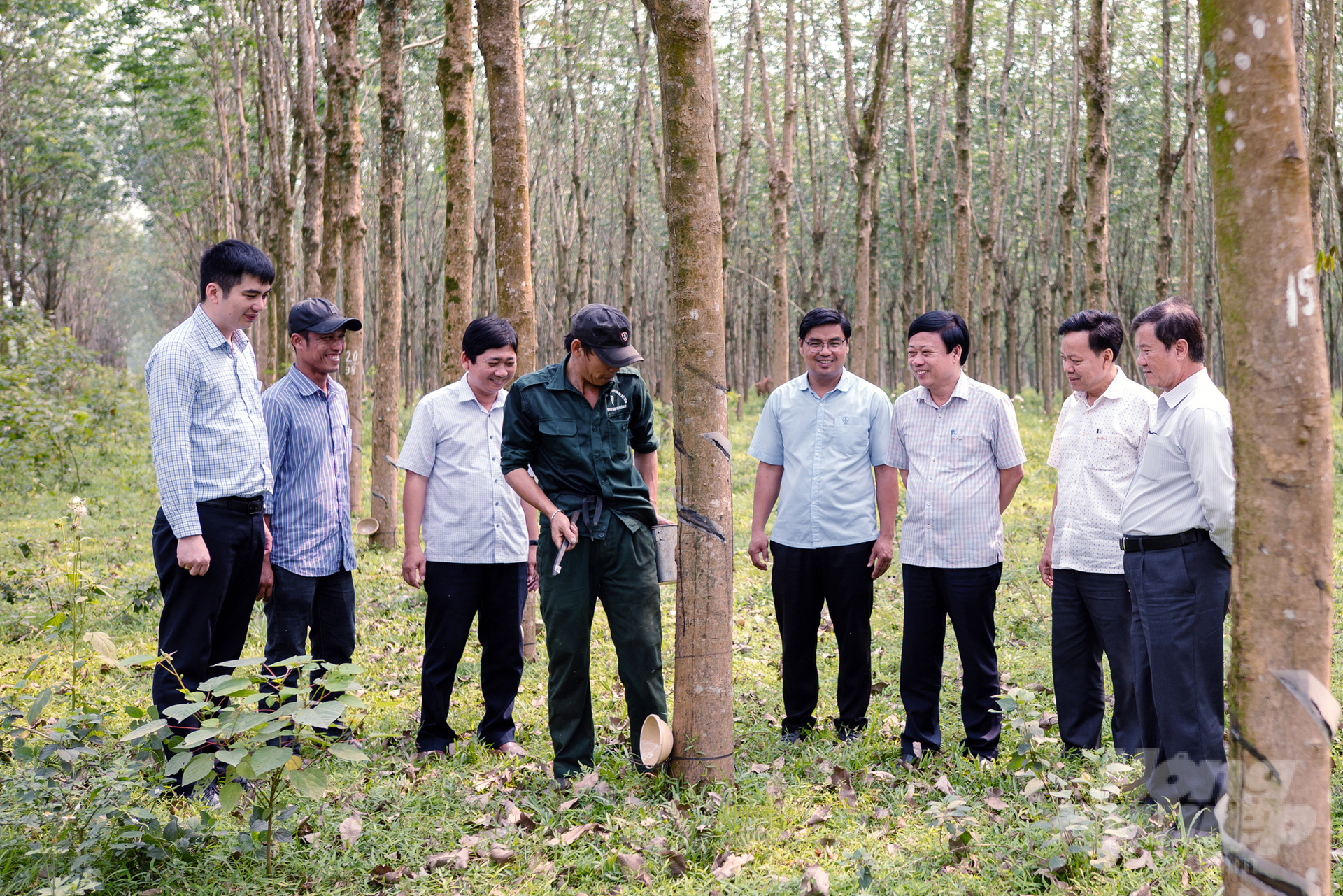 Sự quan tâm chỉ đạo, động viên kịp thời của Lãnh đạo Công ty Cao su Quảng Trị tạo động lực và không khí lao động hăng say. Ảnh: Võ Dũng.