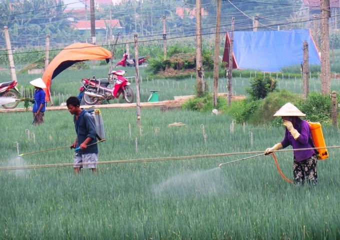 Nông dân vùng bãi ngang huyện Quỳnh Lưu (Nghệ An) phun thuốc BVTV phòng trừ sâu bệnh cho rau màu. Ảnh: Xuân Hoàng.