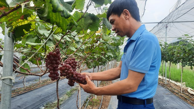 The first model of growing Ha Den grapes in Dong Trieu town was developed by Mr. Pham Huy Cuong. Photo: Nguyen Thanh.