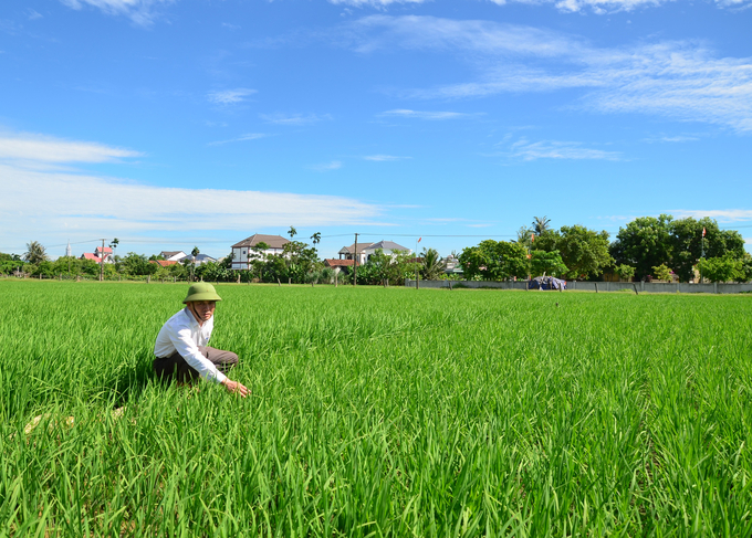 Ông Hồ Sỹ Quảng đi thăm lúa. Ảnh: Dương Đình Tường.