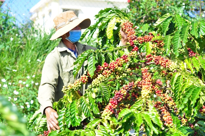 The deadline for EUDR is coming soon, and the Vietnamese agricultural sector needs to have a specific action plan with this regulation. Photo: Minh Hau.