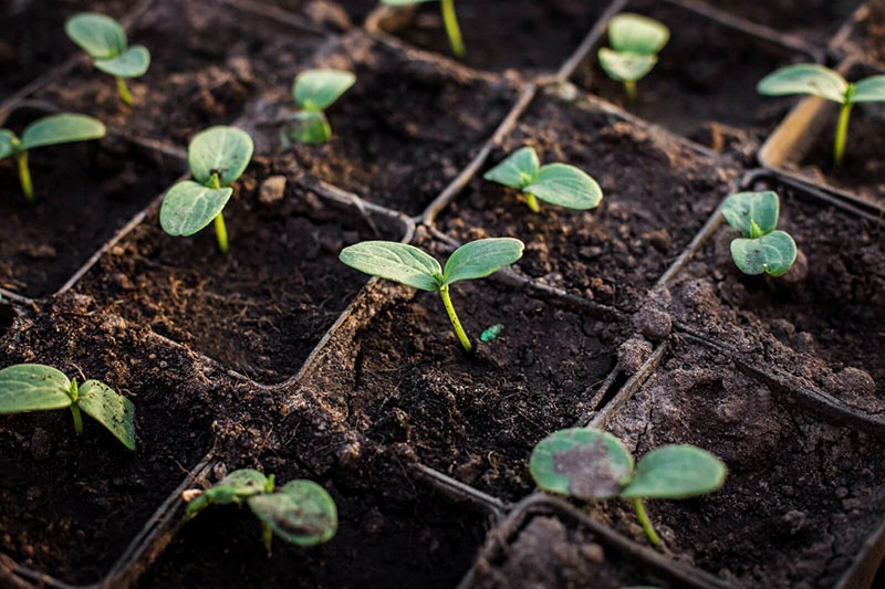 Soil health, microorganisms, and nutrients in the soil are still not focused.