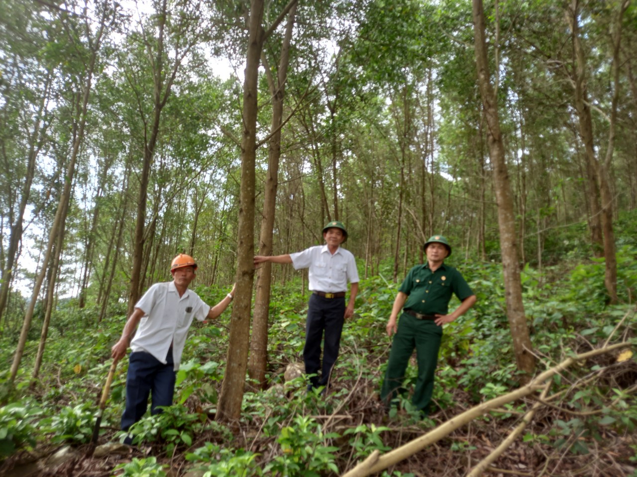Sau 8 năm miệt mài, hiện ông Bình (ngoài cùng bên trái) đã có trong tay tới 55ha rừng keo lá tràm, trong đó đã có những diện tích cho thu hoạch. Ảnh: Lê Cương.
