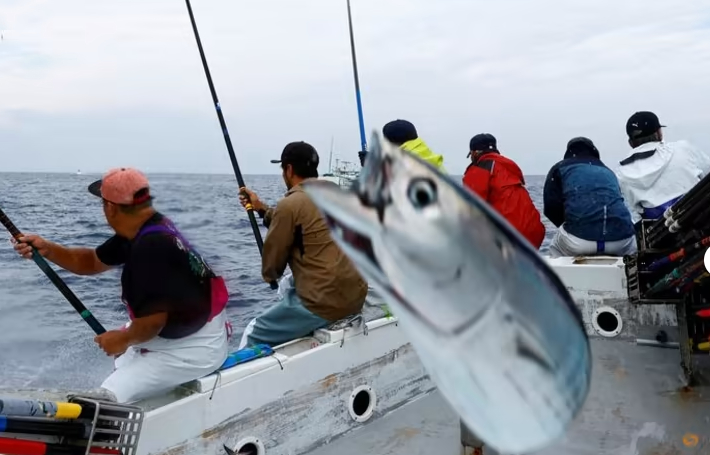 Crew members on the Nakajomaru katsuo (skipjack tuna) fishing boat catch katsuo using traditional ipponzuri (single pole fishing method) in Tosa Bay, Koichi Prefecture, Japan, May, 15, 2022. Photo: RT    