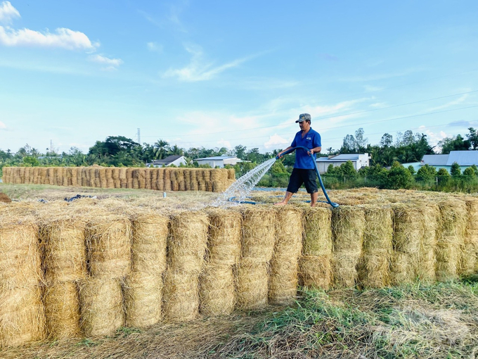 Collecting and treating rice straws not only brings added value but also mitigates environmental pollution. Photo: Hoang Vu.