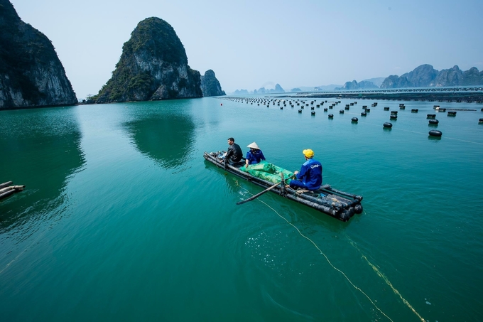 Không gian sản xuất thủy sản ở Quảng Ninh hiện đang có khoảng trên 80.000ha mặt nước nuôi trồng và đất ven bờ. Ảnh: Nguyễn Thành.