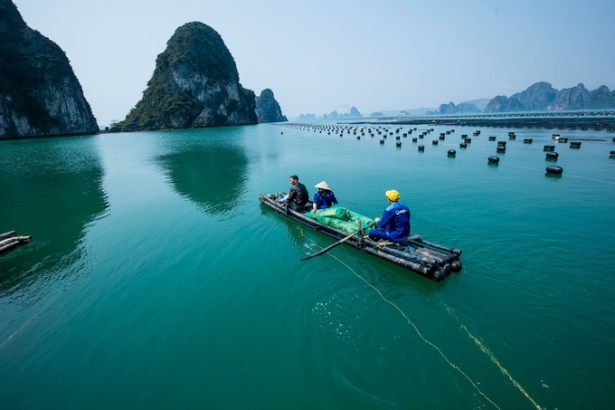 Aquaculture production space in Quang Ninh currently consists of over 80,000 ha of cultivated water surface and coastal land. Photo: Nguyen Thanh.