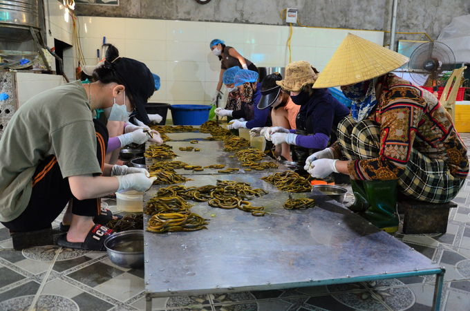 Chế biến lươn đã thành ngành nông nghiệp có khói ở xã Long Thành. Ảnh: Dương Đình Tường.