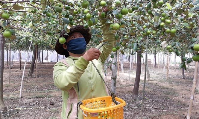 Mô hình trồng táo ở huyện Tuy Phong giúp bà con nông dân nâng cao thu nhập. Ảnh: ĐB.