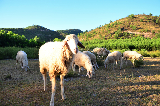 Những chú cừu đáng yêu đang đi ăn buổi sớm. Ảnh: Dương Đình Tường.