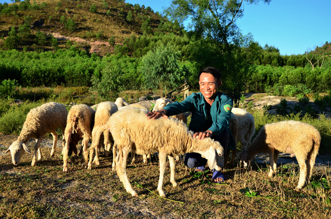 Cừu là động vật nuôi hiền lành và thân thiện nhất với con người. Ảnh: Dương Đình Tường.
