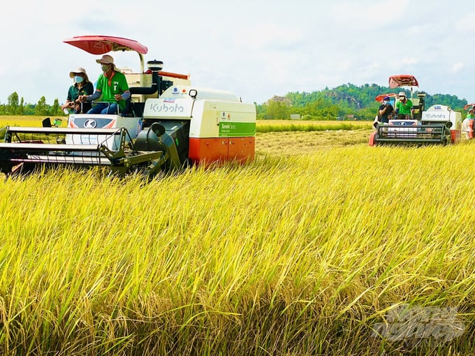 Mô hình liên kết sản xuất lúa gạo với Tập đoàn Lộc Trời tại HTX Bình Thành, huyện Thoại Sơn, An Giang. Ảnh: Lê Hoàng Vũ.