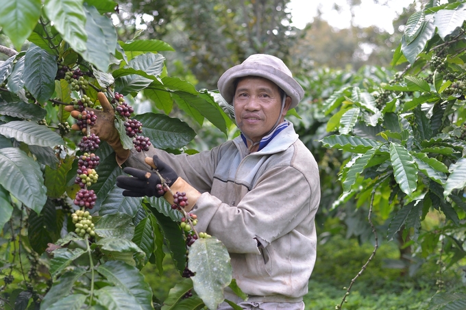Vietnam sees EUDR as a great opportunity to promote the agricultural sector, in which the coffee industry will develop consciously and sustainably. Photo: Minh Hau.